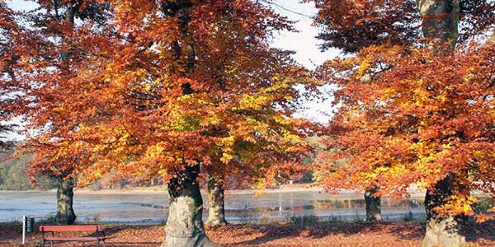 Herbstliches Sachsen