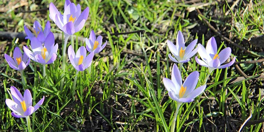 Der Krokus als Frühlingsbote