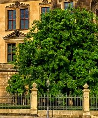 Residenzschloss Dresden