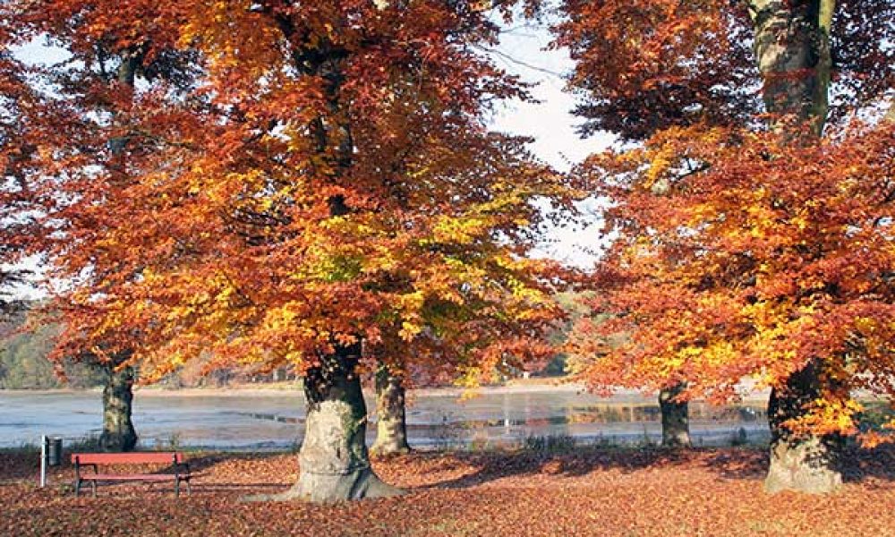 Herbstliches Sachsen