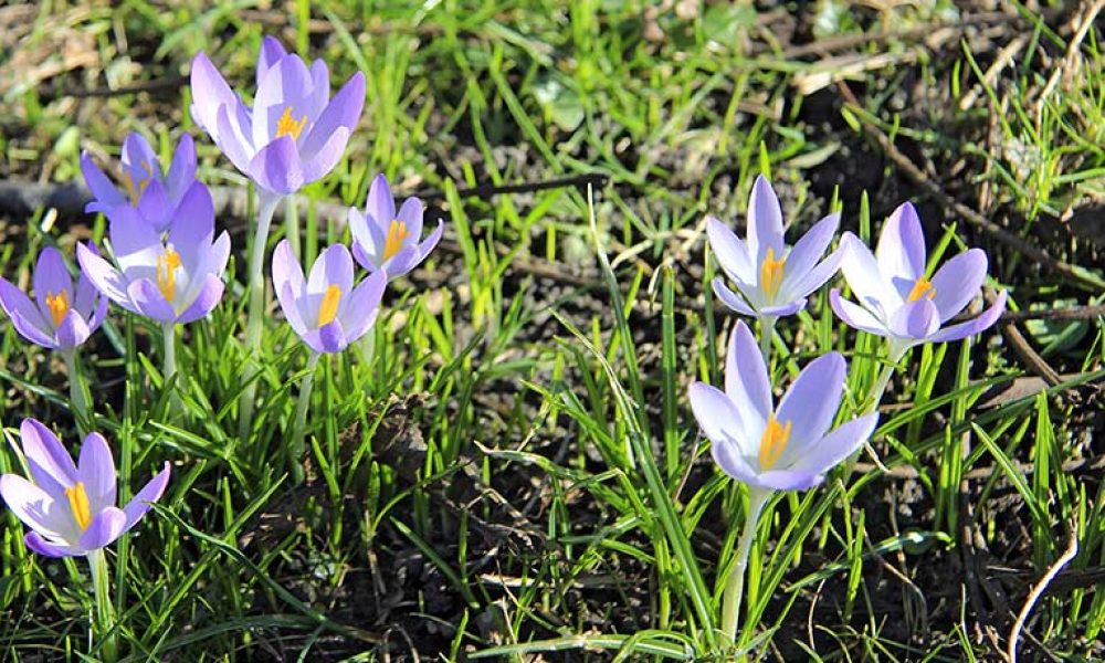 Der Krokus als Frühlingsbote